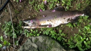 Pink Salmon are non-native fish and not welcome in the River Wear